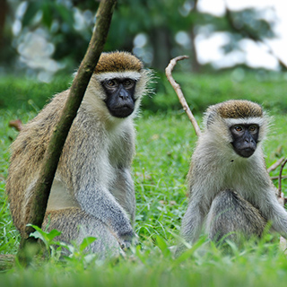 Entebbe - Velvet Monkey
